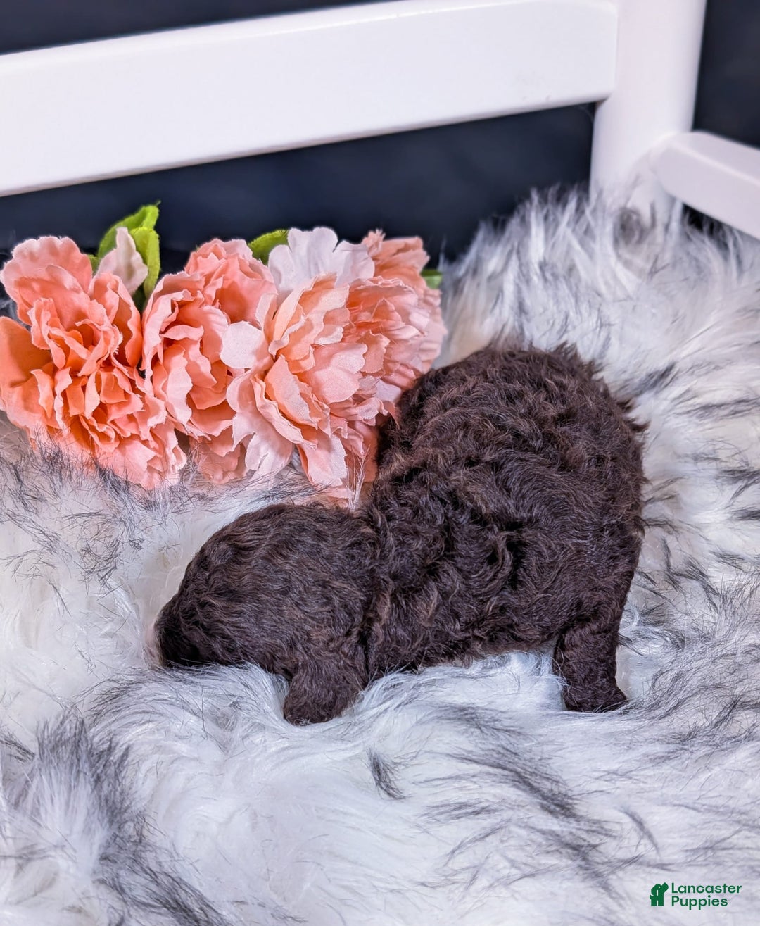 Mini Bernedoodle dogs for sale: Brie - Image 3