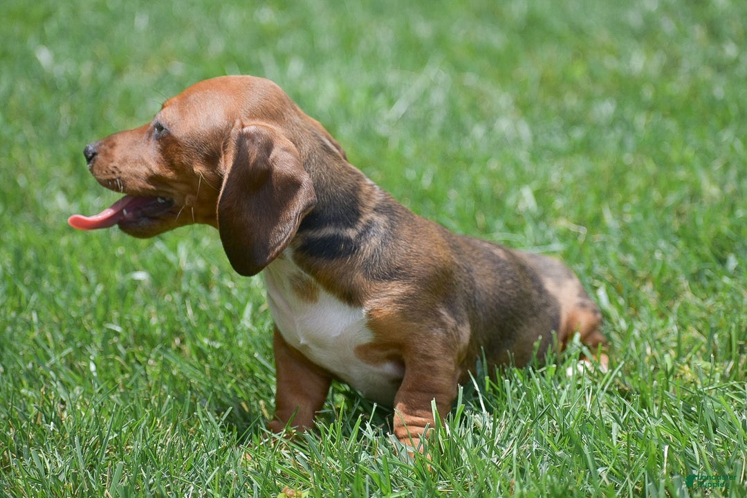 Dachshund dogs for sale: Wrenna - Image 6