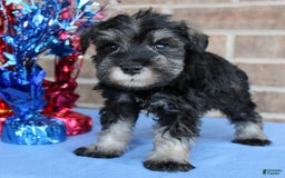 Miniature Schnauzer dogs for sale: Koda - Image 5