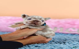 French Bulldog dogs for sale: Dante - Image 1