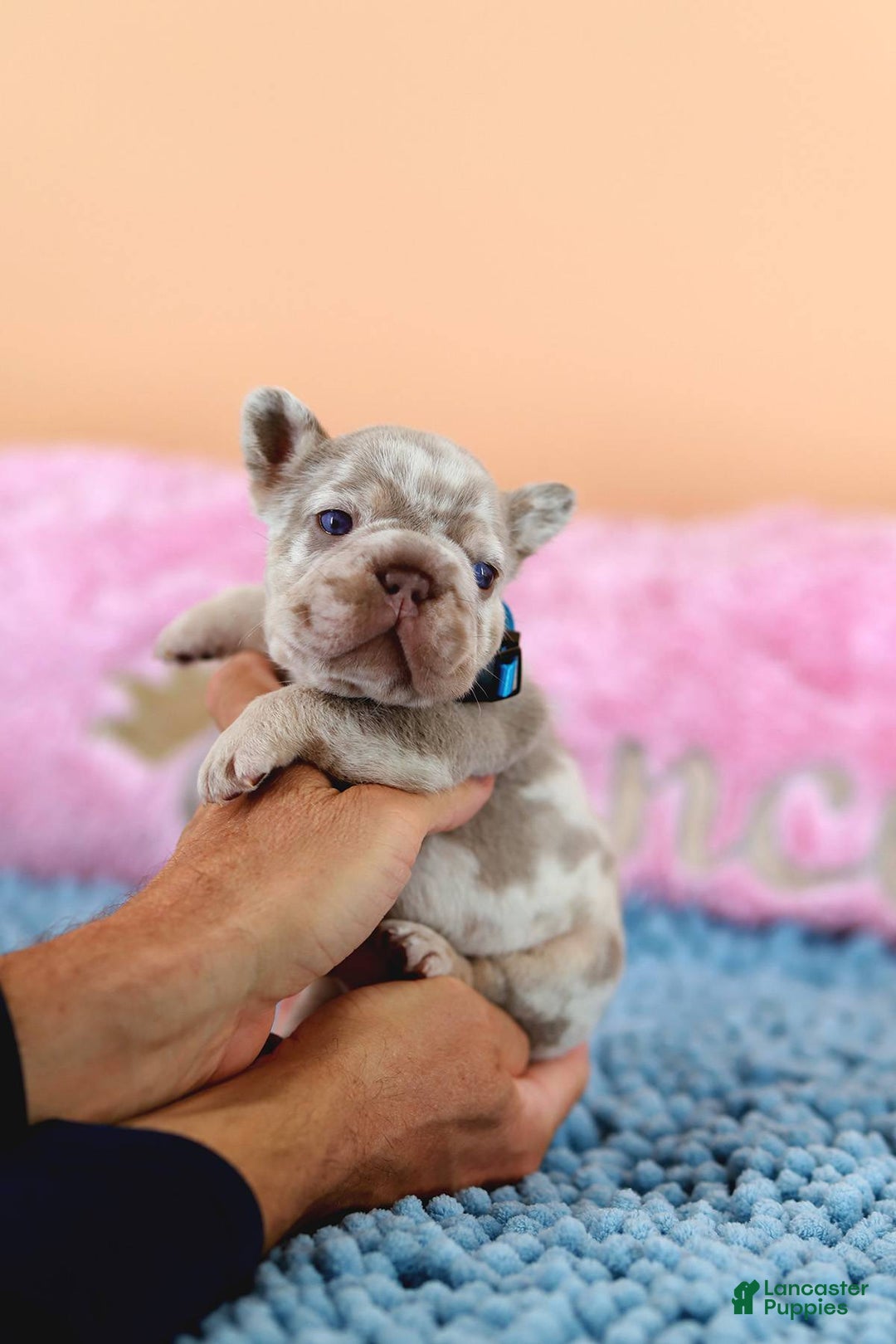 French Bulldog dogs for sale: Dante - Image 1