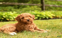 Mini Goldendoodle dogs for sale: Rita - Image 2