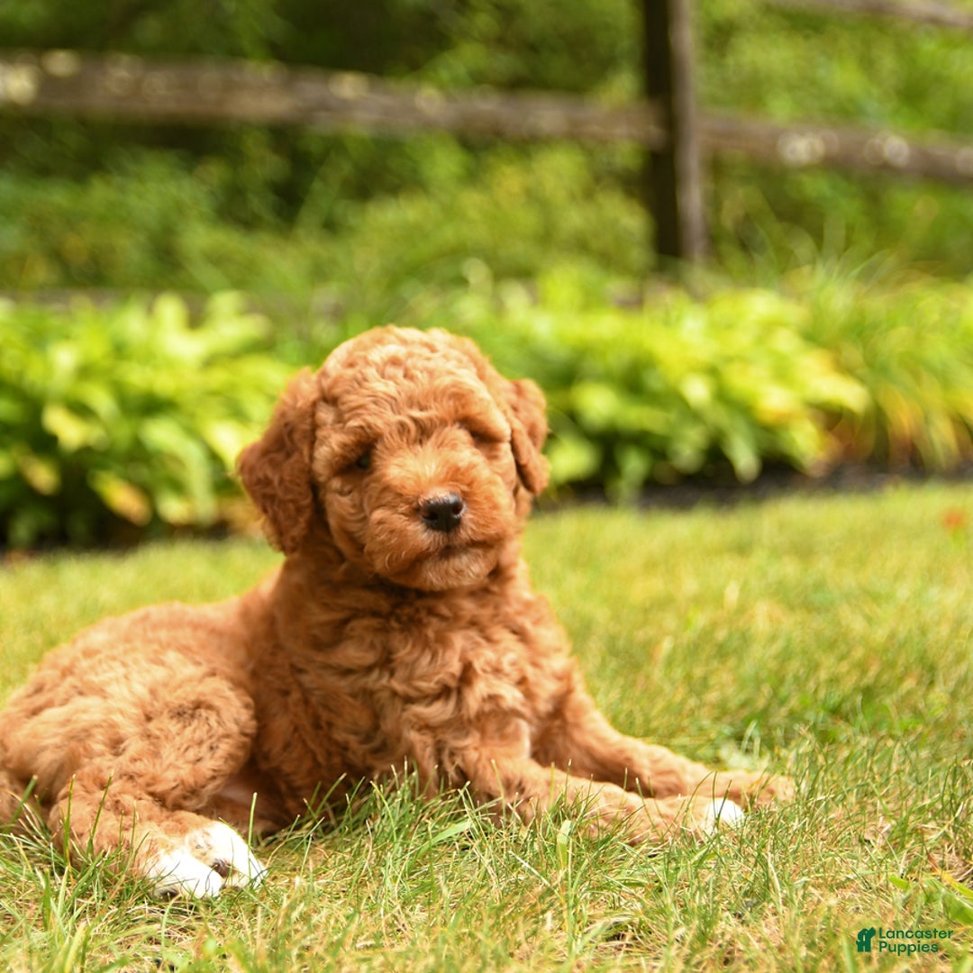 Mini Goldendoodle dogs for sale: Rita - Image 2