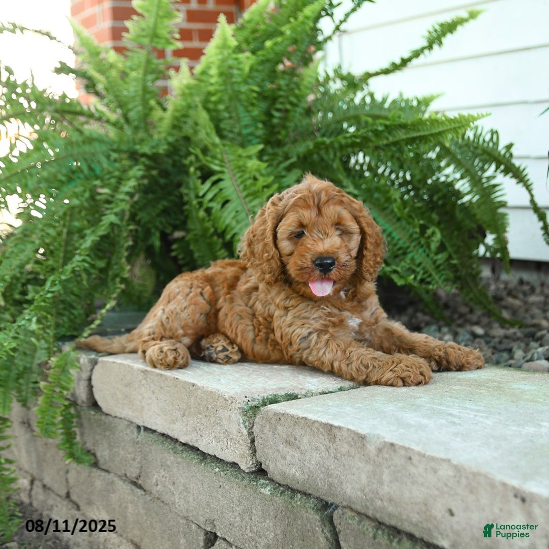 Cockapoo dogs for sale: Bear - Image 3