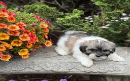 Teddy Bear dogs for sale: Robby - Image 7