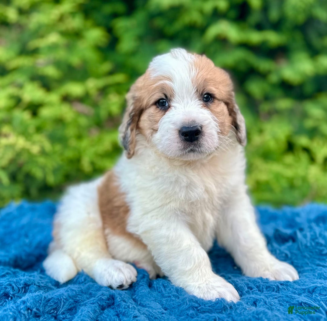 Saint Berdoodles dogs for sale: Bruno - Image 3
