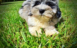 Havapoo dogs for sale: Elvis - Image 16