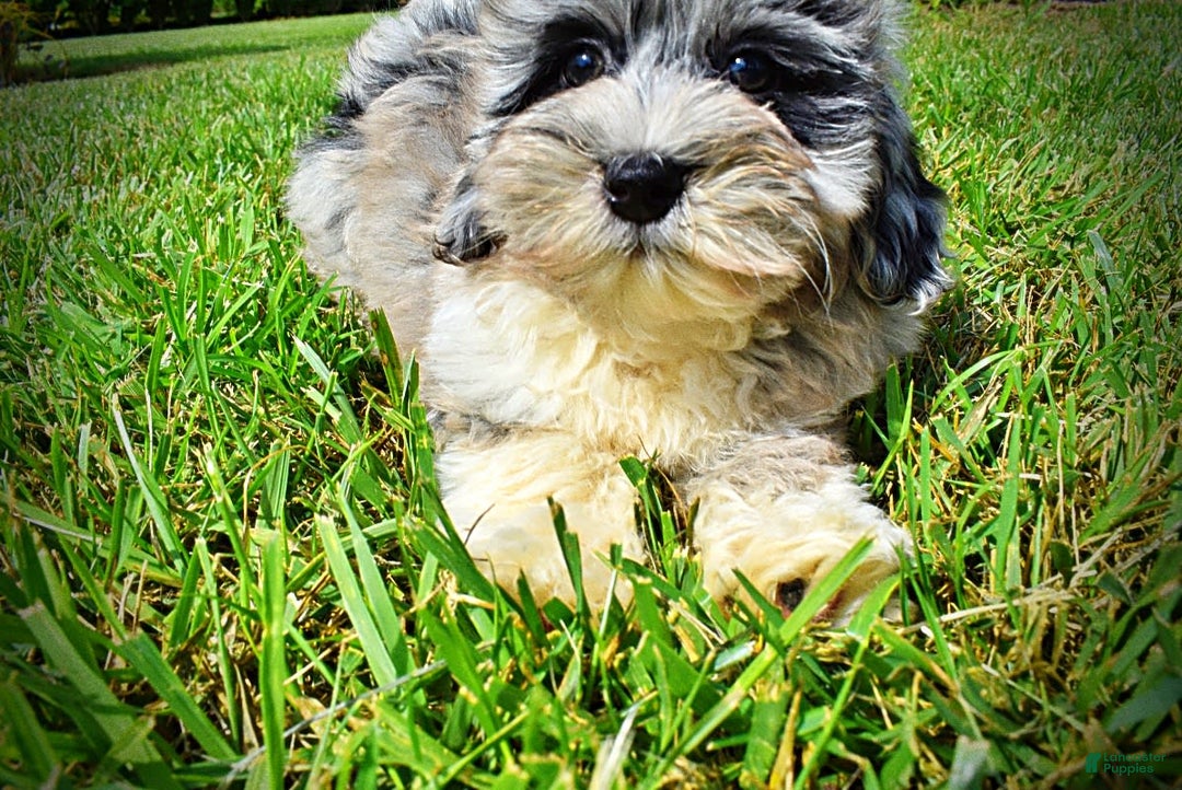 Havapoo dogs for sale: Elvis - Image 16