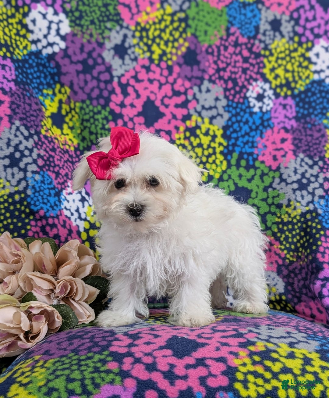 Maltese dogs for sale: Claudette Akc - Image 3