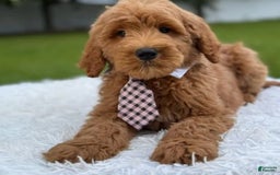 Goldendoodle dogs for sale: Max - Image 5