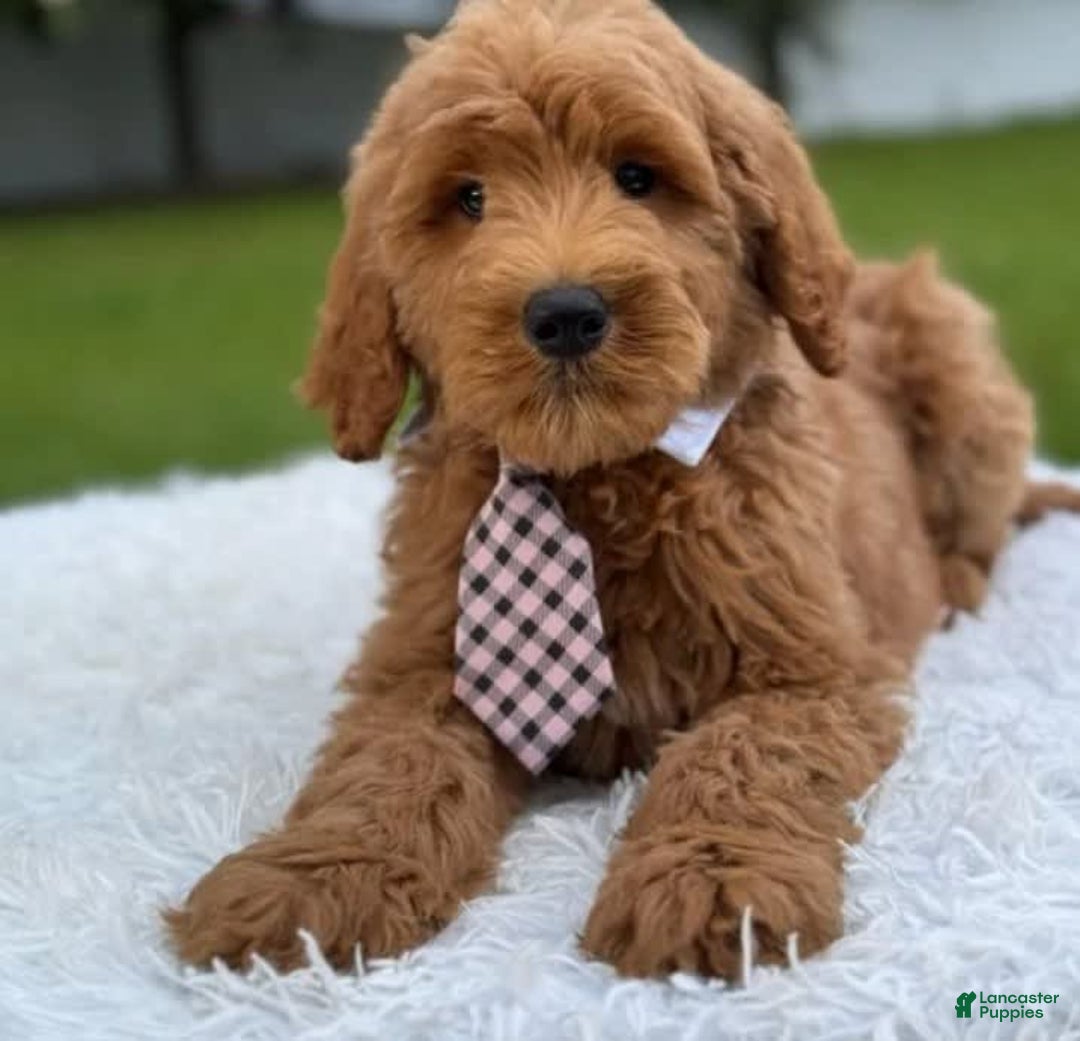 Goldendoodle dogs for sale: Max - Image 5