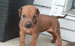 Rhodesian Ridgeback dogs for sale: Gemma - Image 9