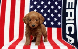 Mini Goldendoodle dogs for sale: Peter - Image 3