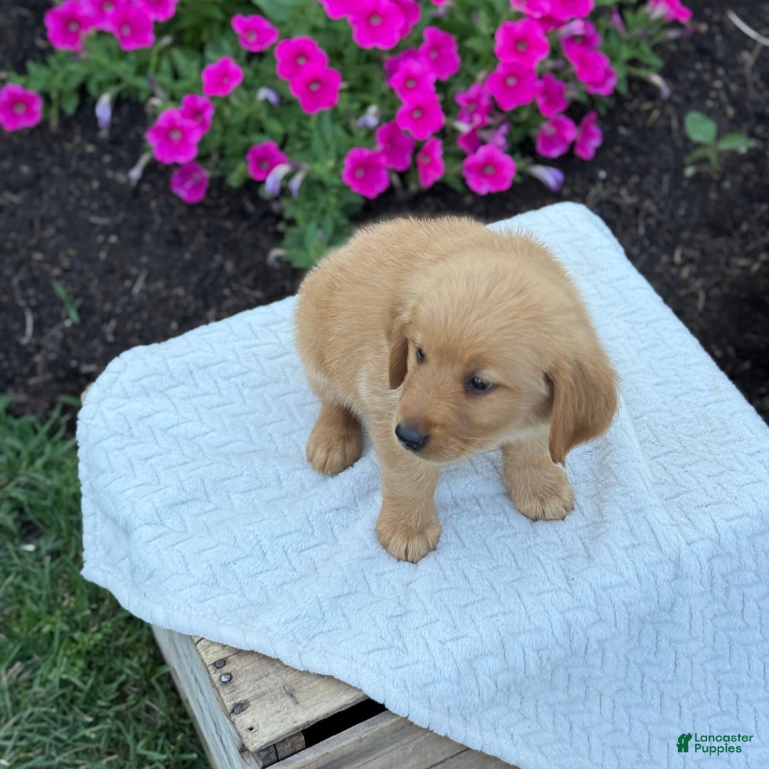 Golden Retriever dogs for sale: Golden Retriever 8 puppies - Image 5