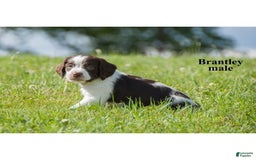 Brittany Spaniel dogs for sale: Bert - Image 3