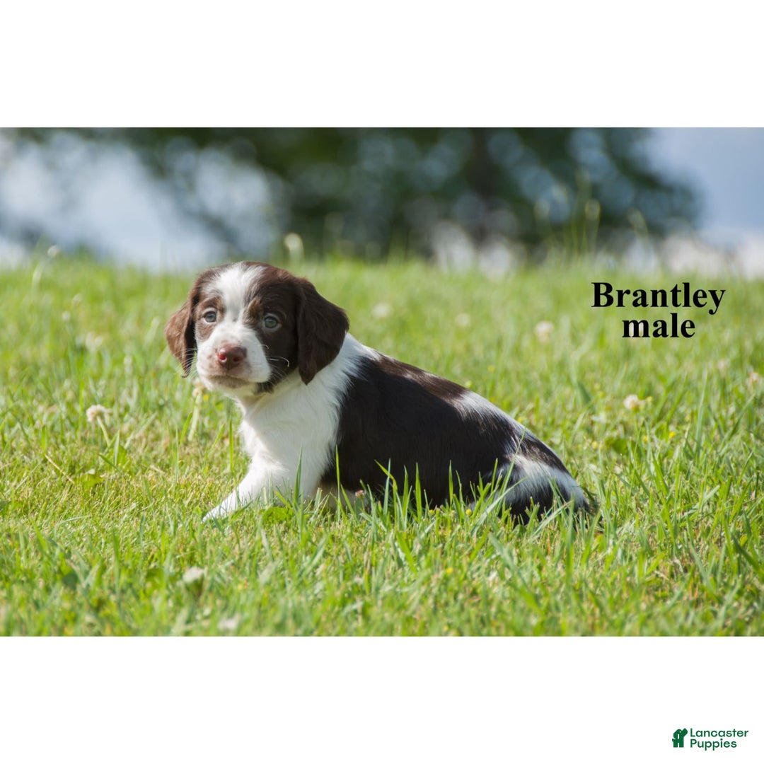 Brittany Spaniel dogs for sale: Bert - Image 3