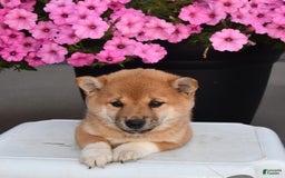 Shiba Inu dogs for sale: Emmy - Image 8
