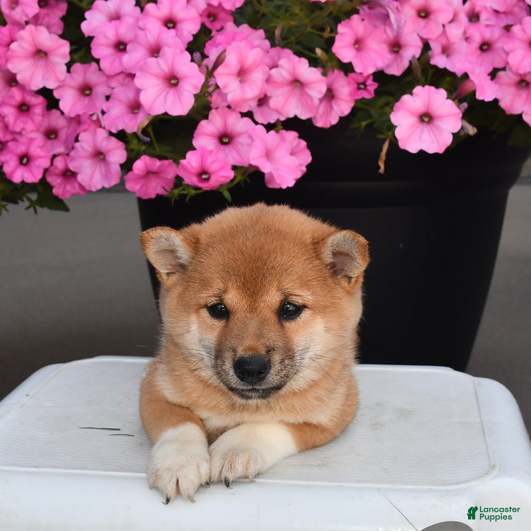 Shiba Inu dogs for sale: Emmy - Image 8