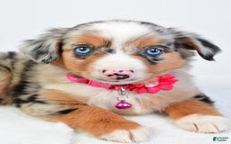 Miniature Australian Shepherd dogs for sale: Shelly - Image 5