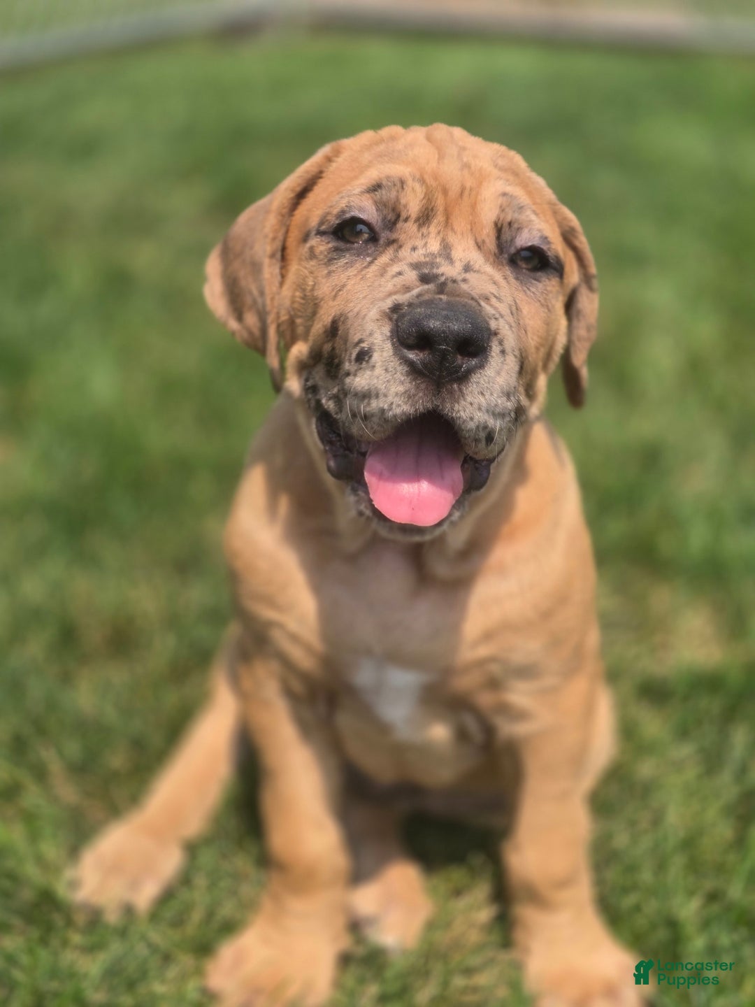 Cane Corso dogs for stud: Cane Corso 5 puppies - Image 4