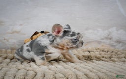 French Bulldog dogs for sale: Raven - Image 11