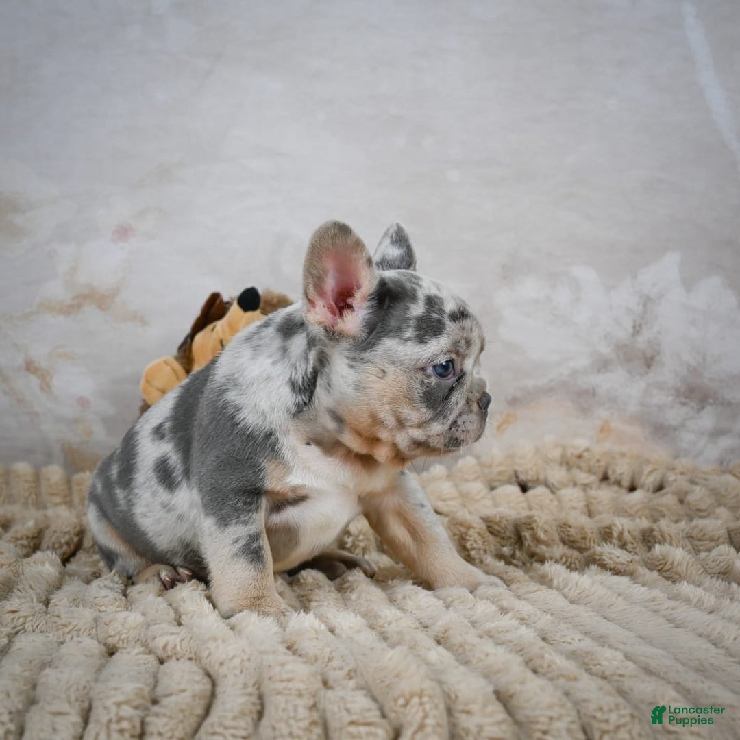 French Bulldog dogs for sale: Raven - Image 11