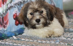 Havanese dogs for sale: Calvin - Image 6