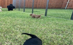 Mini Goldendoodle dogs for sale: Males Litter 2 - Image 30