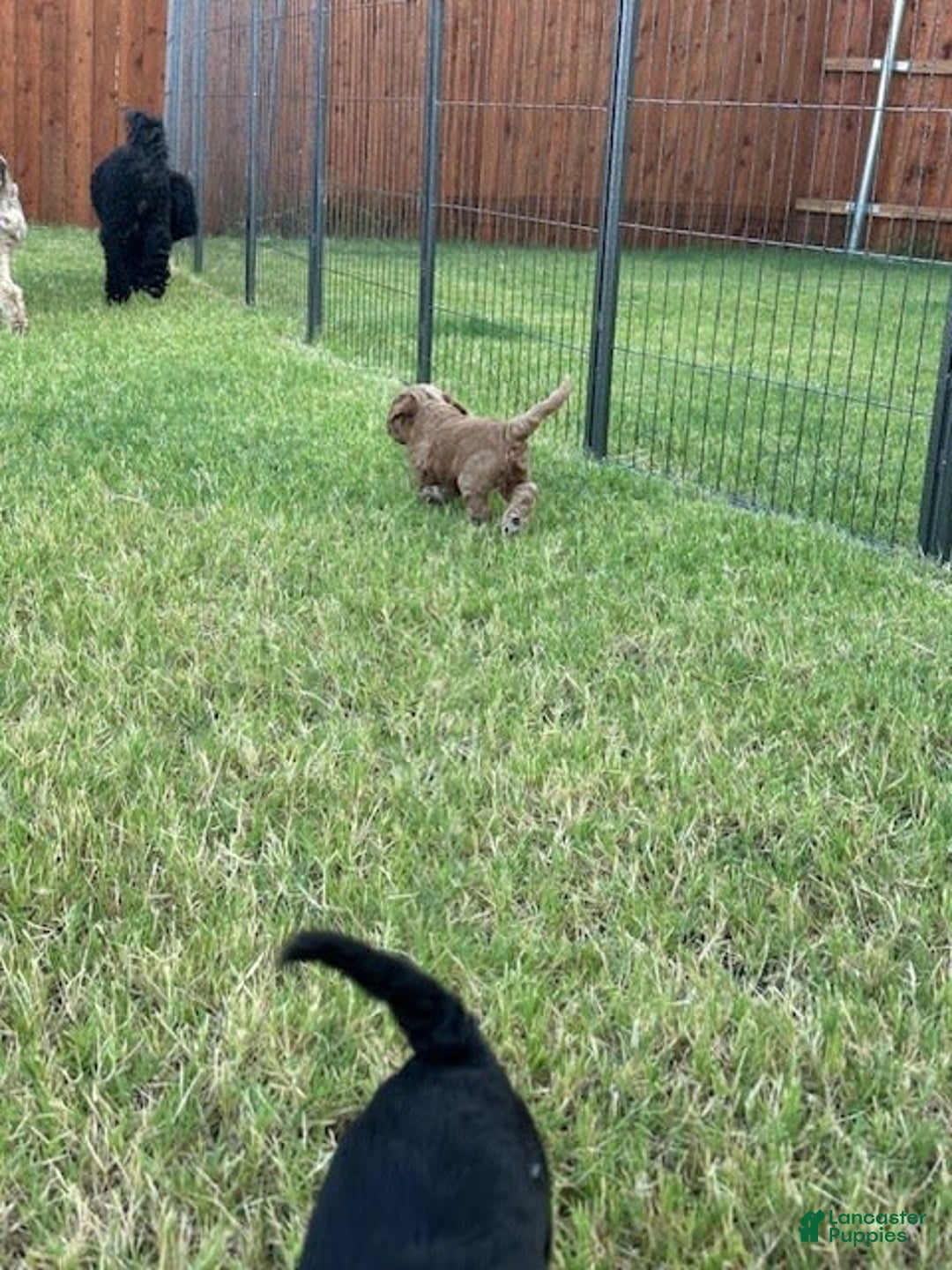Mini Goldendoodle dogs for sale: Males Litter 2 - Image 30