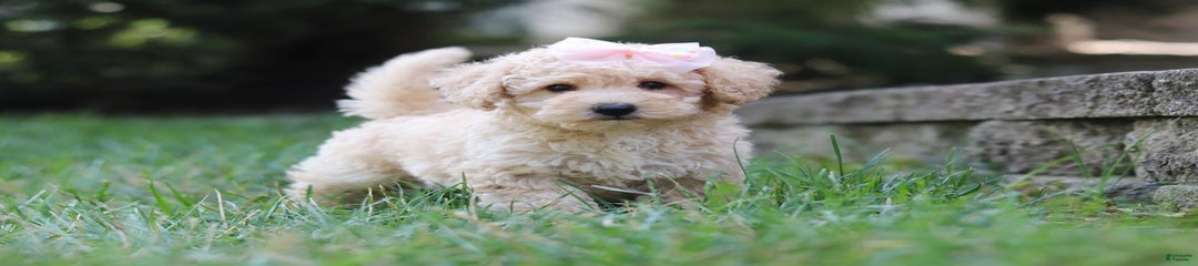 Tilly