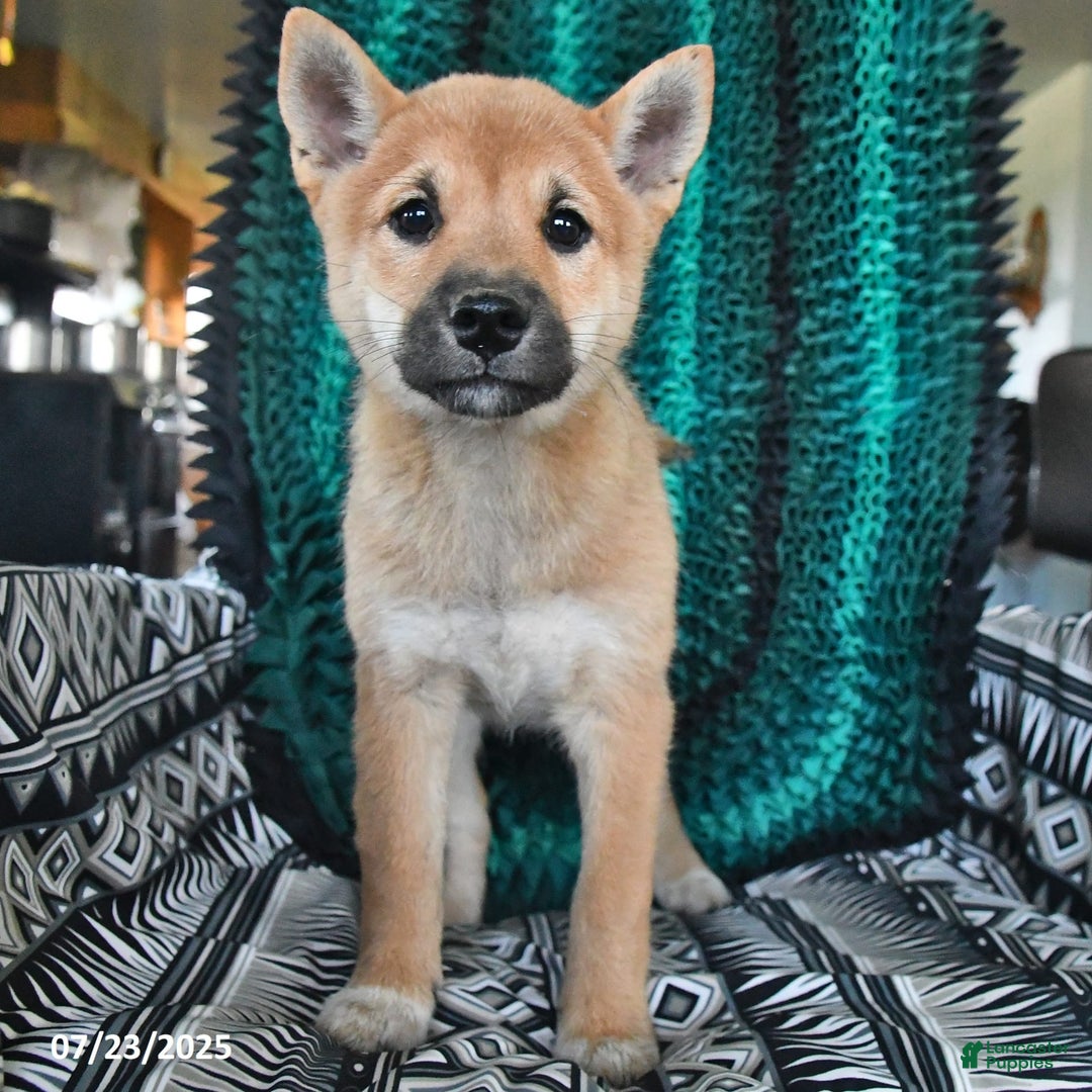 Shiba Inu dogs for sale: Jasper - Image 6