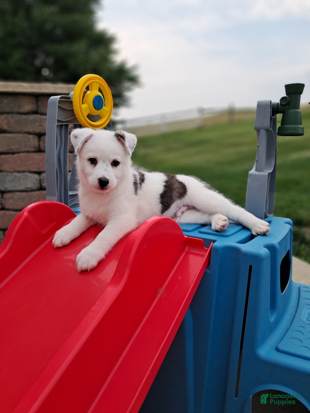 Pomsky dogs for sale: Luka Miles - Image 1