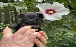 Chihuahua dogs for sale: Black Pearl - Image 9