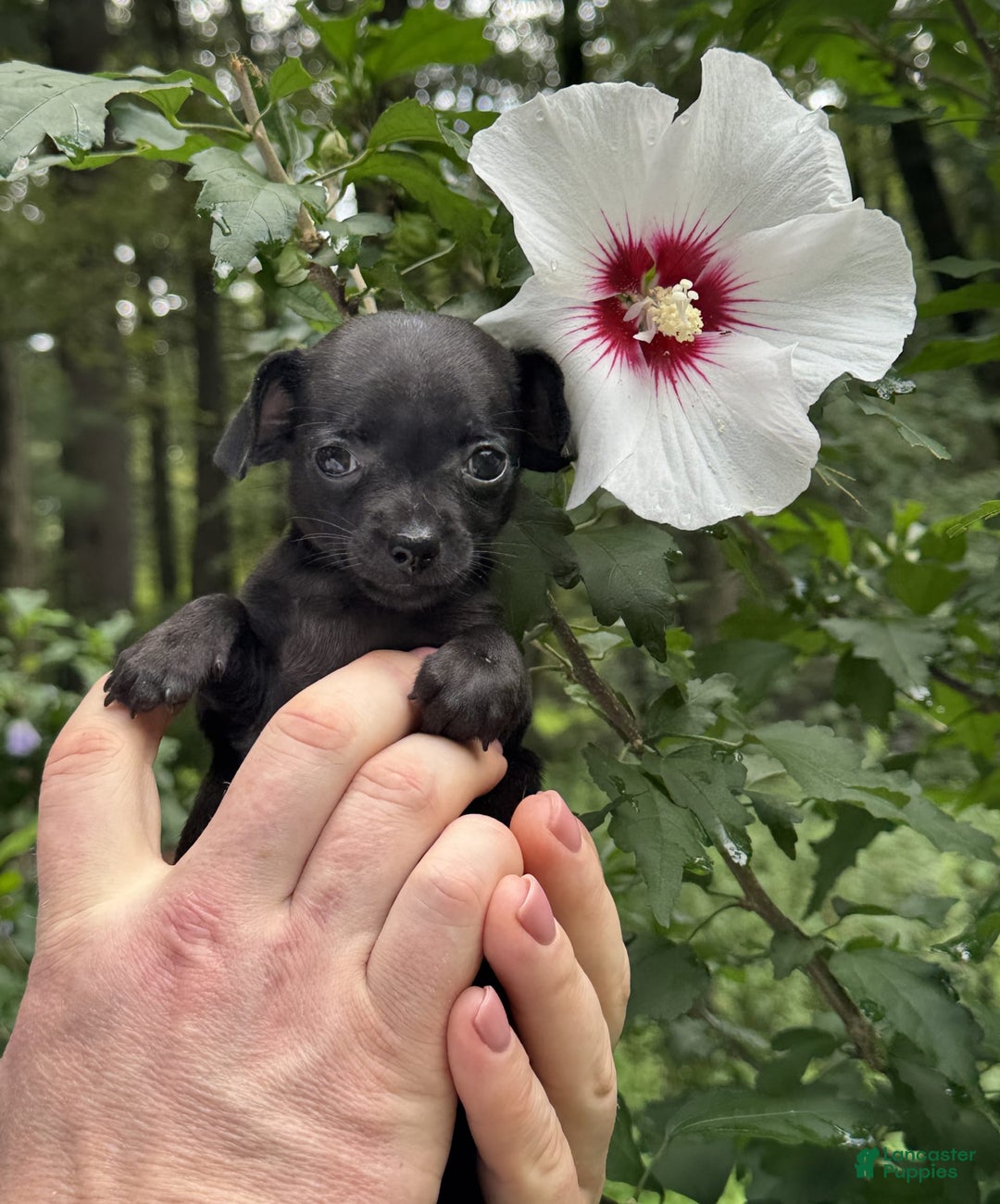 Chihuahua dogs for sale: Black Pearl - Image 9