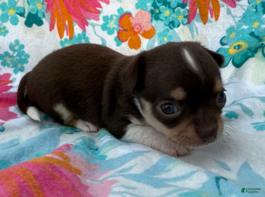 Chihuahua dogs for sale: Fancy Stance - Image 23