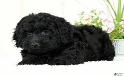 Mini Goldendoodle dogs for sale: Hope - Image 1