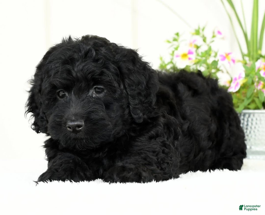 Mini Goldendoodle dogs for sale: Hope - Image 1