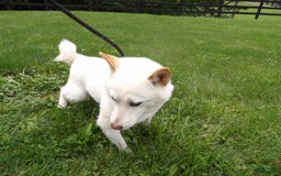 Shiba Inu dogs for sale: Snow Burst - Image 2