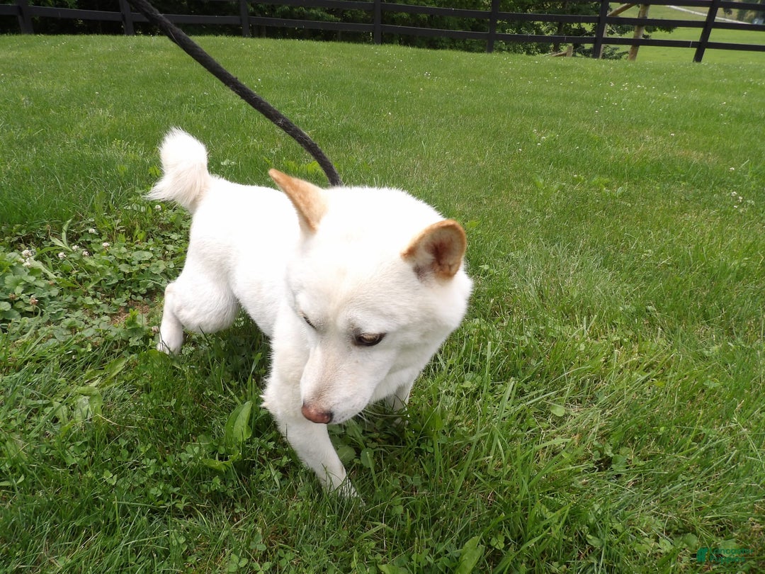 Shiba Inu dogs for sale: Snow Burst - Image 2