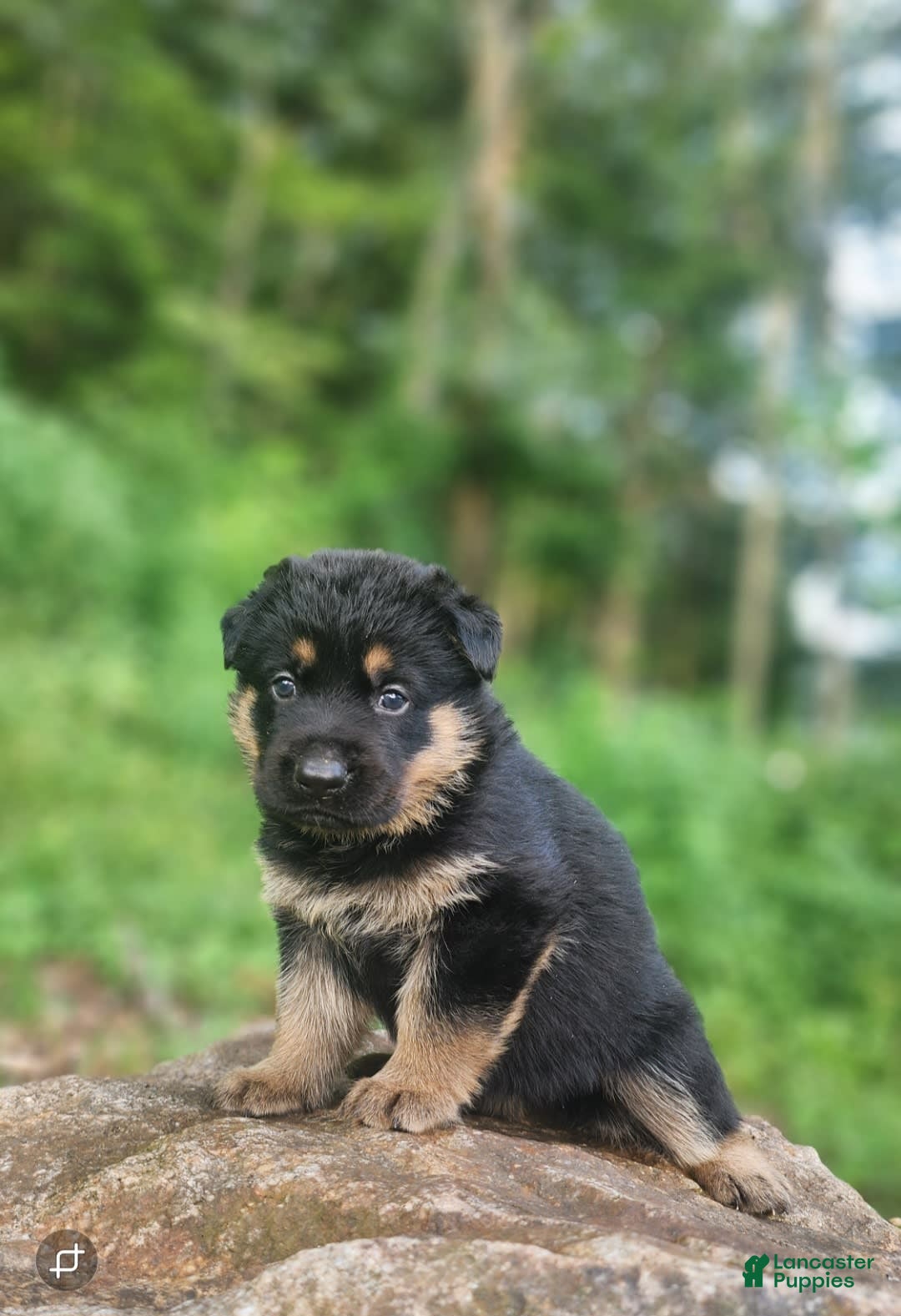 German Shepherd dogs for sale: Kimber - Image 16