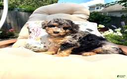  dogs for sale: Mini Goldendoodle 5 puppies - Image 2