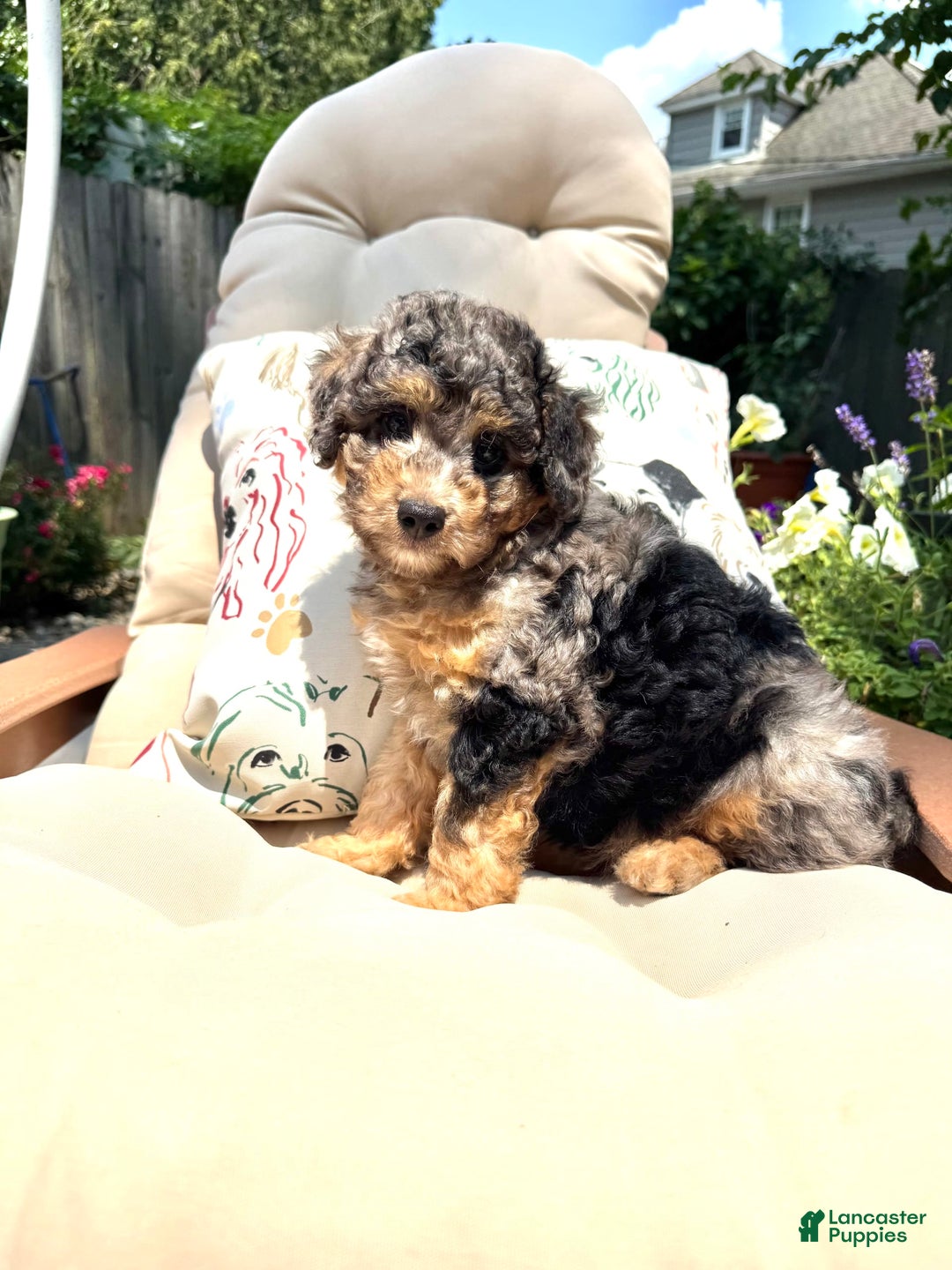  dogs for sale: Mini Goldendoodle 5 puppies - Image 2