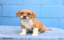 Australian Cattle Dog dogs for sale: Bossy Boy - Image 1