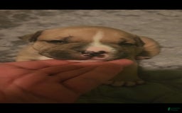 American Bully dogs for sale: National Champion Jack - Image 10