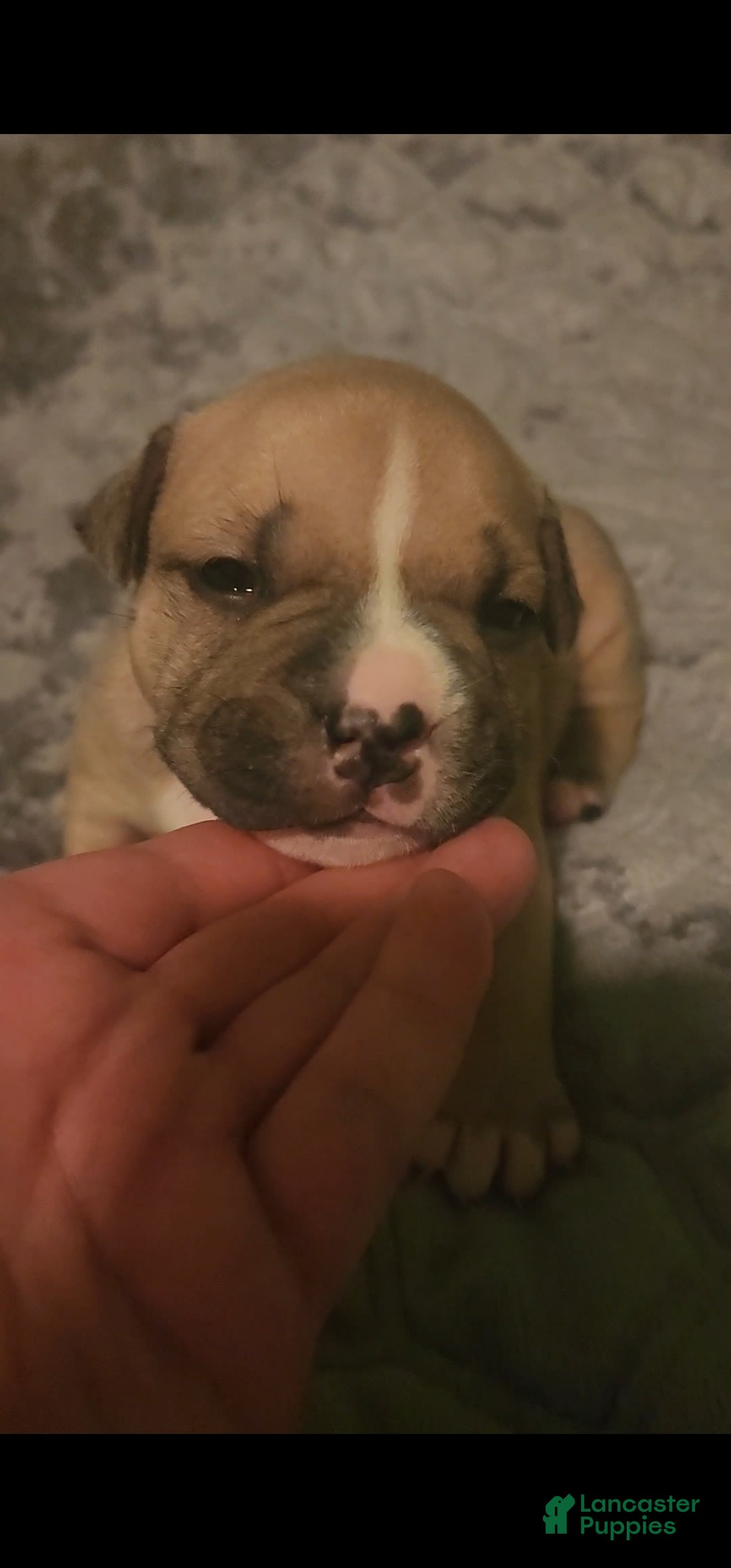 American Bully dogs for sale: National Champion Jack - Image 10