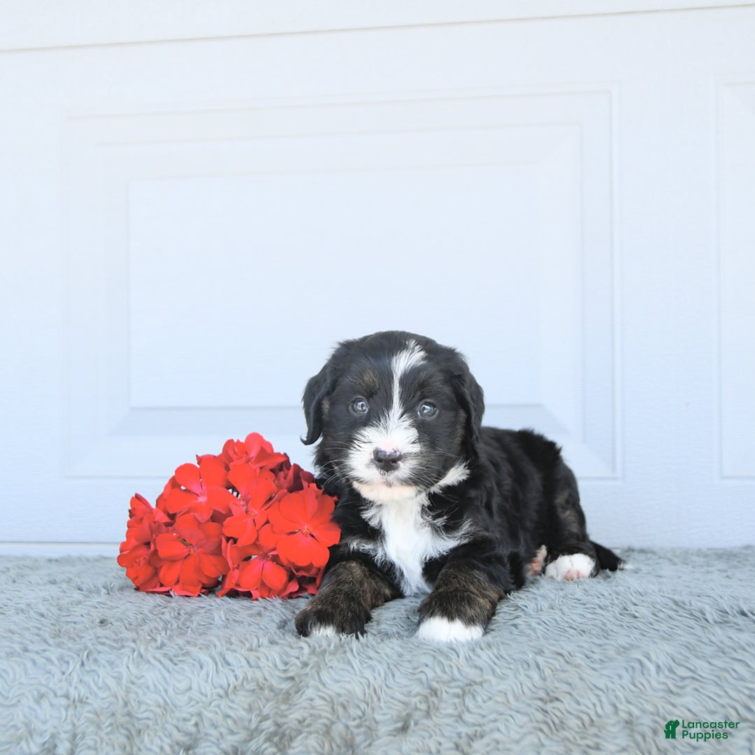 Miniature Bernese Mountain Dog dogs for sale: Candy - Image 6