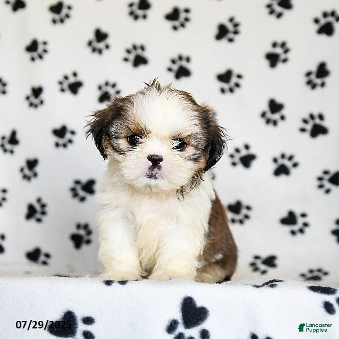 Shih Tzu dogs for sale: Pepper - Image 2