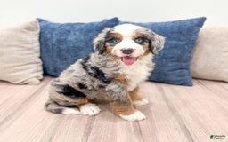 Mini Bernedoodle dogs for sale: Heidi - Image 6