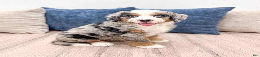 Heidi