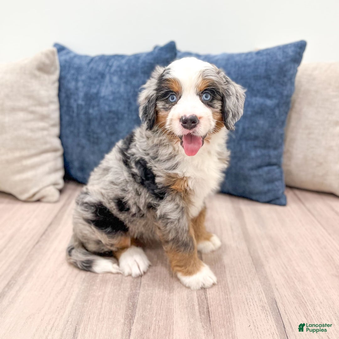 Mini Bernedoodle dogs for sale: Heidi - Image 6